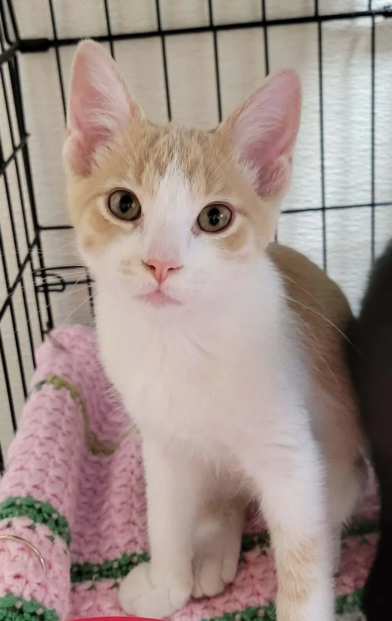 A baby medium-sized male Domestic Short Hair cat named Beetle for adoption in Portage, WI