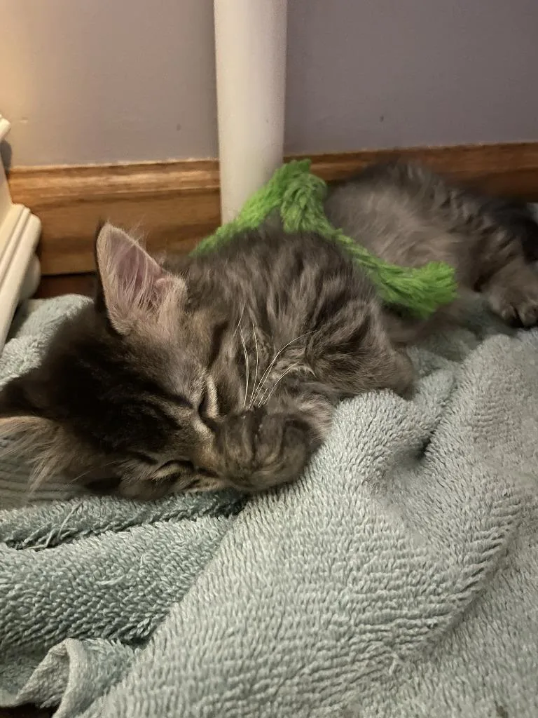 A baby medium-sized male Domestic Short Hair cat named Joey for adoption in St. Cloud, MN