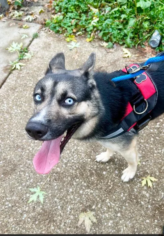 A young medium-sized male Husky dog named Zeke for adoption in Chicago, IL
