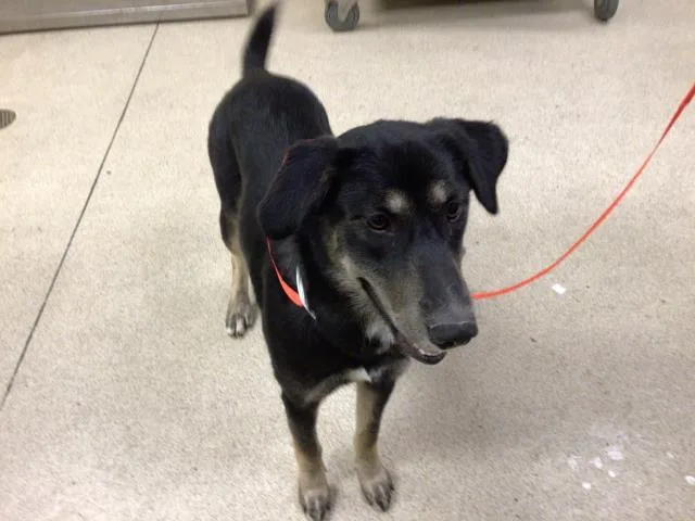 A young large-sized female Shepherd dog named Coco for adoption in Riverside, CA