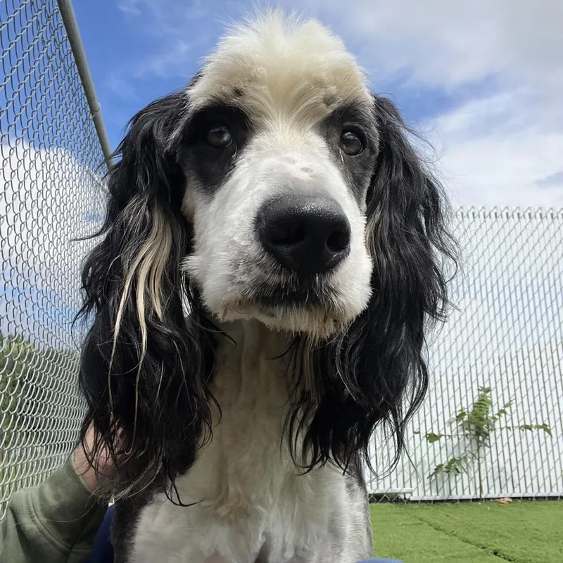 An adult medium-sized male Poodle dog named Simon for adoption in Bristol, IN