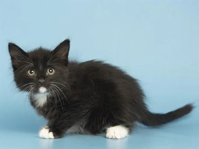 A baby small-sized male Domestic Short Hair cat named Kimmy for adoption in Phoenix, AZ
