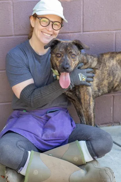 An adult large-sized male Mixed Breed dog named Dennis for adoption in Chamblee, GA