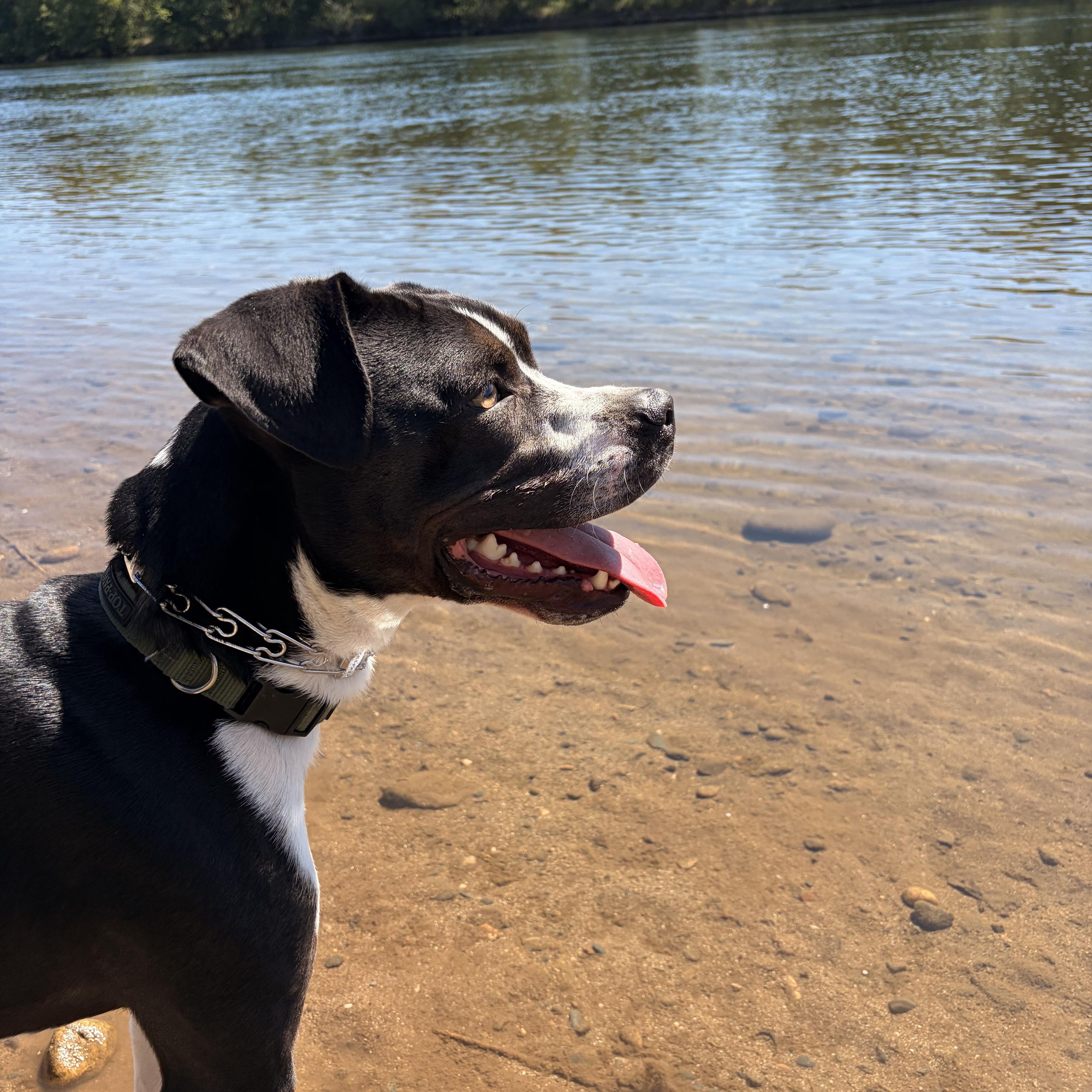 A young medium-sized male Black American Staffordshire Terrier dog named Mack for adoption in Penryn, CA