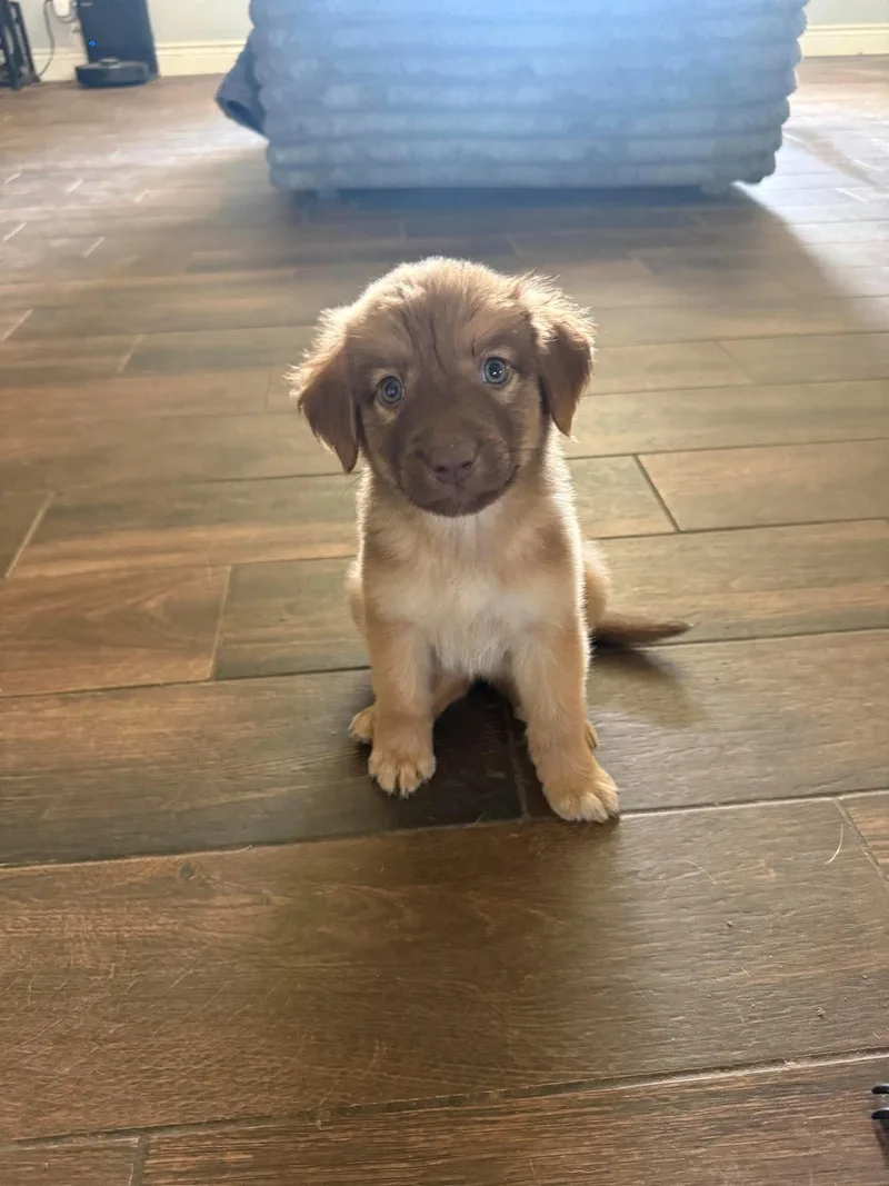 A baby medium-sized female Great Pyrenees dog named Hazel for adoption in Houston, TX