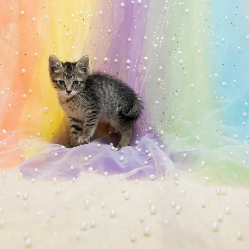 A baby small-sized female Brown / Chocolate Domestic Short Hair cat named CaressC for adoption in East Saint Louis, IL