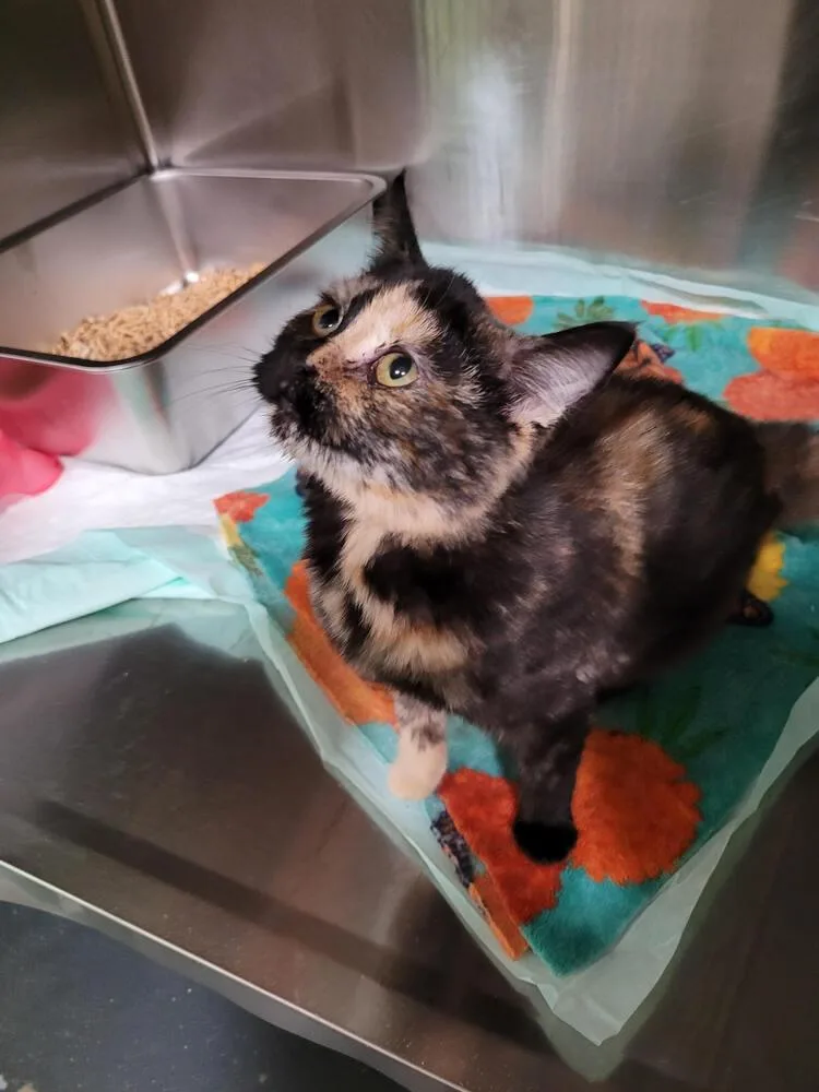 A baby small-sized female Domestic Short Hair cat named Trisha for adoption in Linton, IN