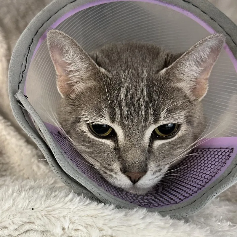 An adult medium-sized female Gray / Blue / Silver Domestic Short Hair cat named Peggy for adoption in Phoenix, AZ