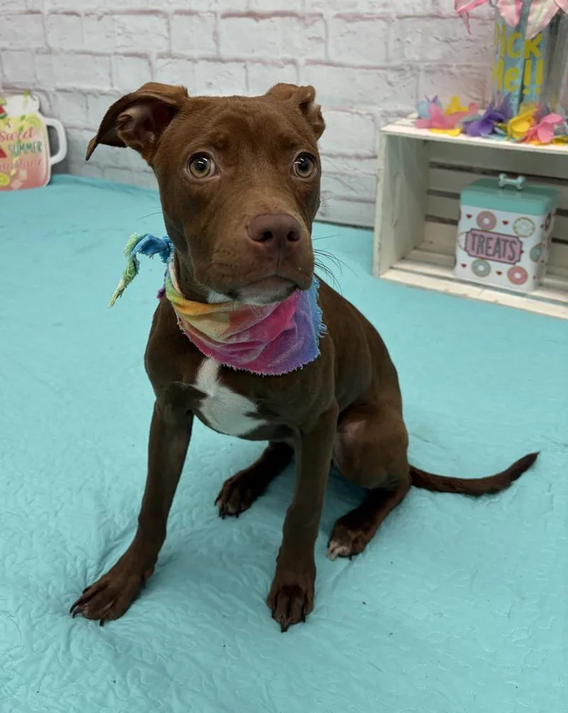 A baby medium-sized female Mixed Breed dog named Stellar for adoption in Detroit, MI