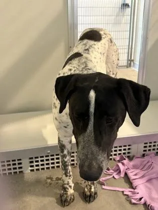 An adult large-sized male Labrador Retriever dog named Spoopy for adoption in Fresno, CA