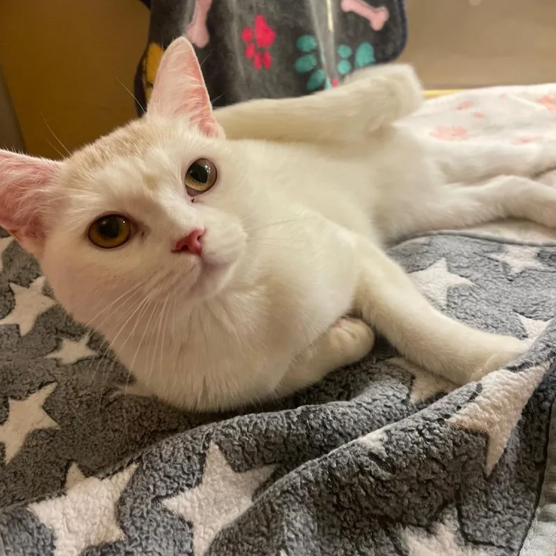 A young small-sized female White Domestic Short Hair cat named Flora for adoption in Chicago, IL