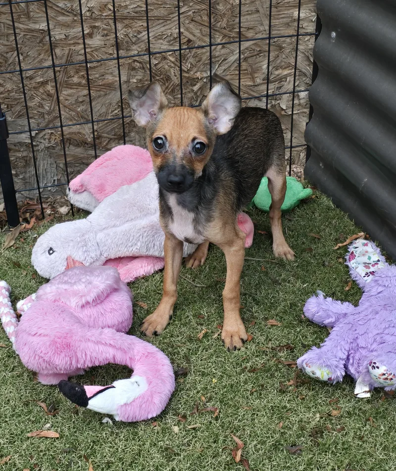 A baby small-sized male Chihuahua dog named Chip for adoption in Apache Junction, AZ