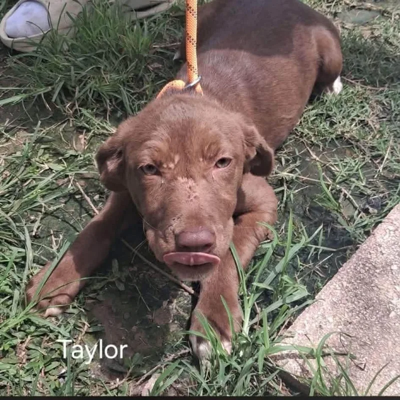 Taylor