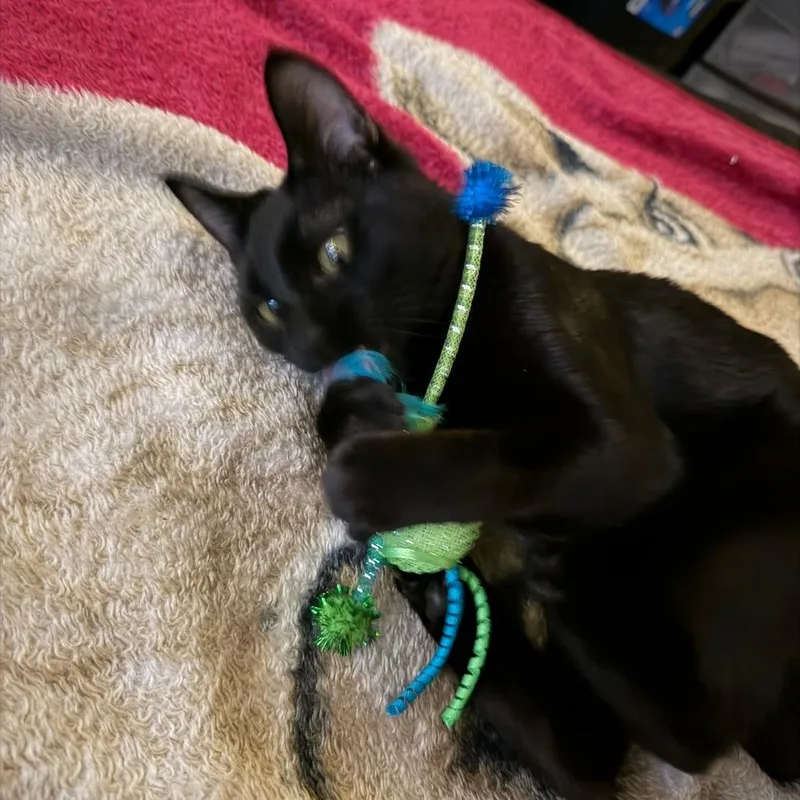 A young medium-sized female Black Domestic Medium Hair cat named Riley for adoption in Reno, NV