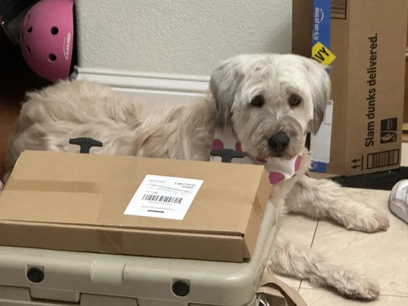 A senior medium-sized female Sheep Dog dog named Sora for adoption in San Jose, CA