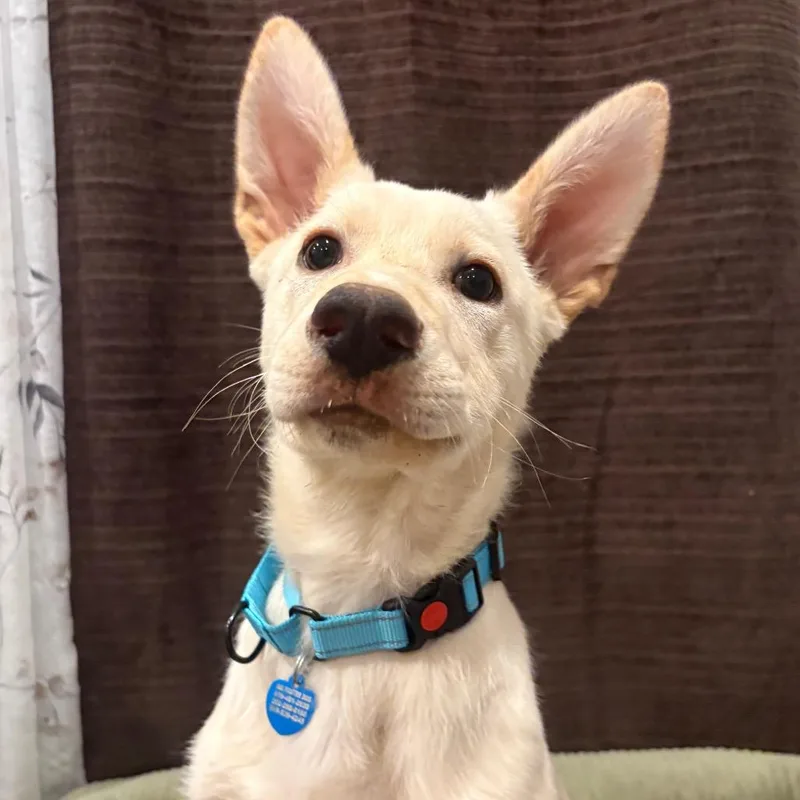 A baby large-sized male Yellow / Tan / Blond / Fawn Mixed Breed dog named Peanut Butter for adoption in Durham, NC