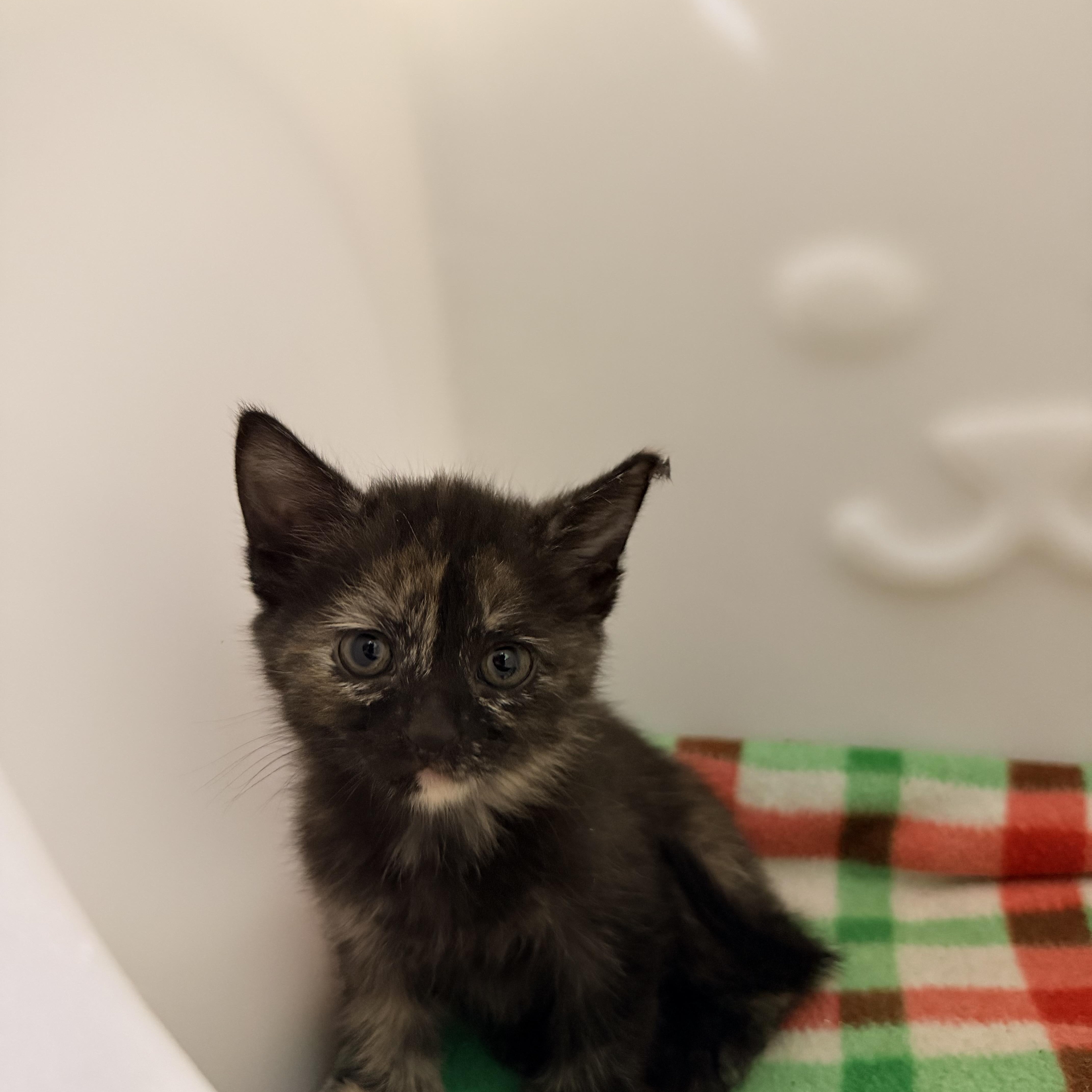 A baby medium-sized female Tortoiseshell cat named Claire for adoption in Greensboro, NC