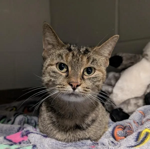 An adult medium-sized female Domestic Short Hair cat named Darla for adoption in Des Moines, IA