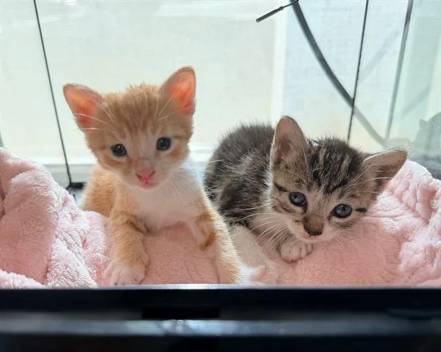 A baby small-sized female Domestic Short Hair cat named Zoey for adoption in Tustin, CA