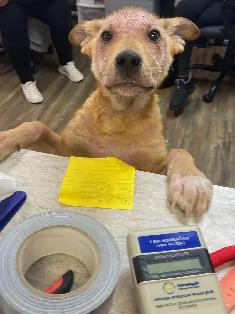 A young large-sized male Golden Shepherd dog named Cash for adoption in Conway, AR