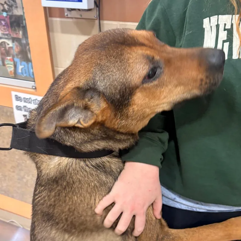 An adult large-sized male Brown / Chocolate Mixed Breed dog named Dr. Loomis for adoption in Winston-Salem, NC