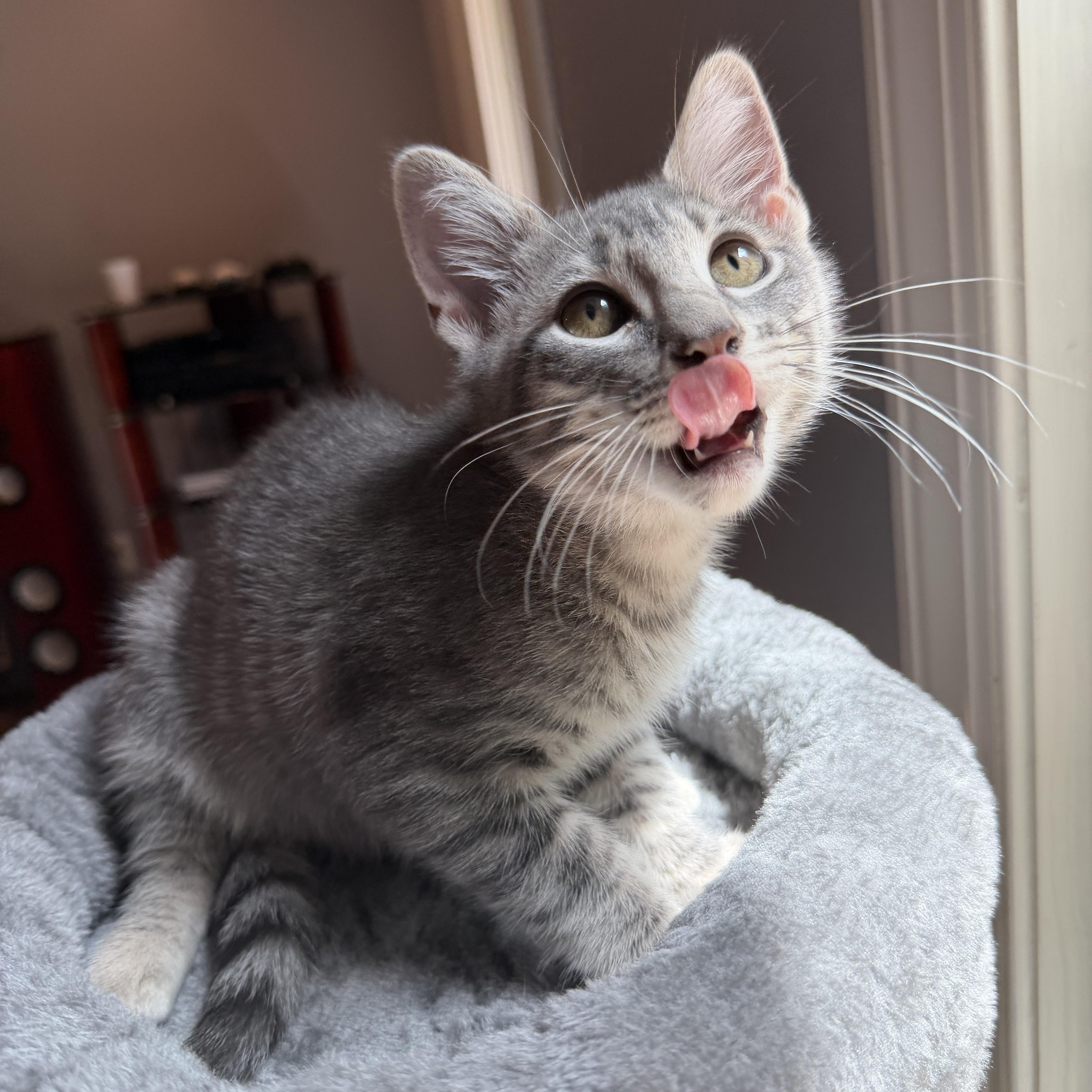 A baby medium-sized male Tabby (Gray / Blue / Silver) Domestic Medium Hair cat named Ford for adoption in Calera, AL