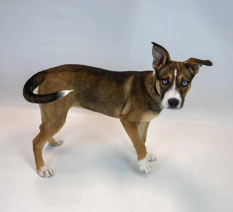 A baby medium-sized female Shepherd dog named Ursula for adoption in Kennesaw, GA