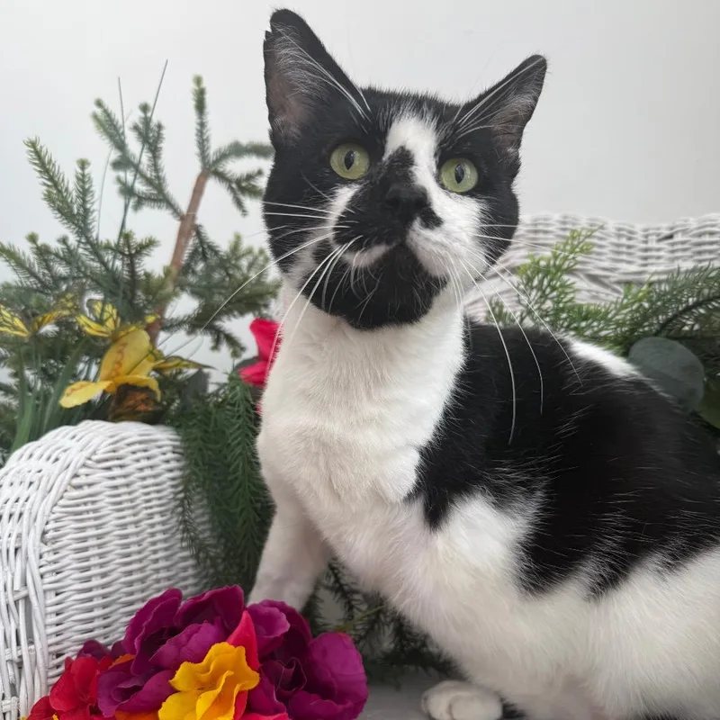 An adult large-sized male White Domestic Short Hair cat named Purr Pressure FIV+ for adoption in Eaton Rapids, MI
