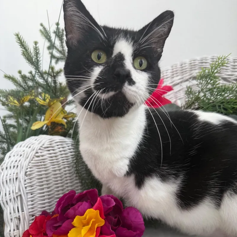 Purr Pressure FIV+ thumbnail 2