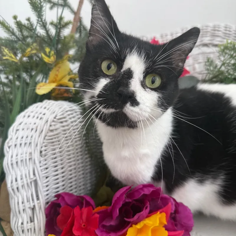 Purr Pressure FIV+ thumbnail 3