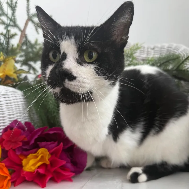 Purr Pressure FIV+ thumbnail 4