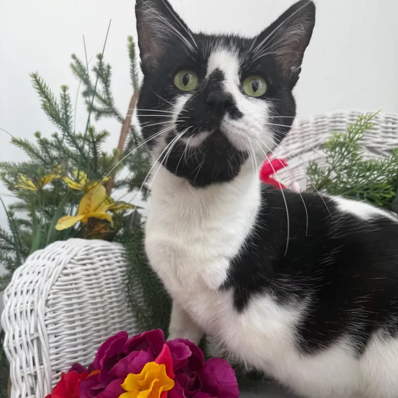 Purr Pressure FIV+ thumbnail 5