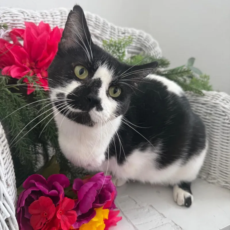 Purr Pressure FIV+ thumbnail 6