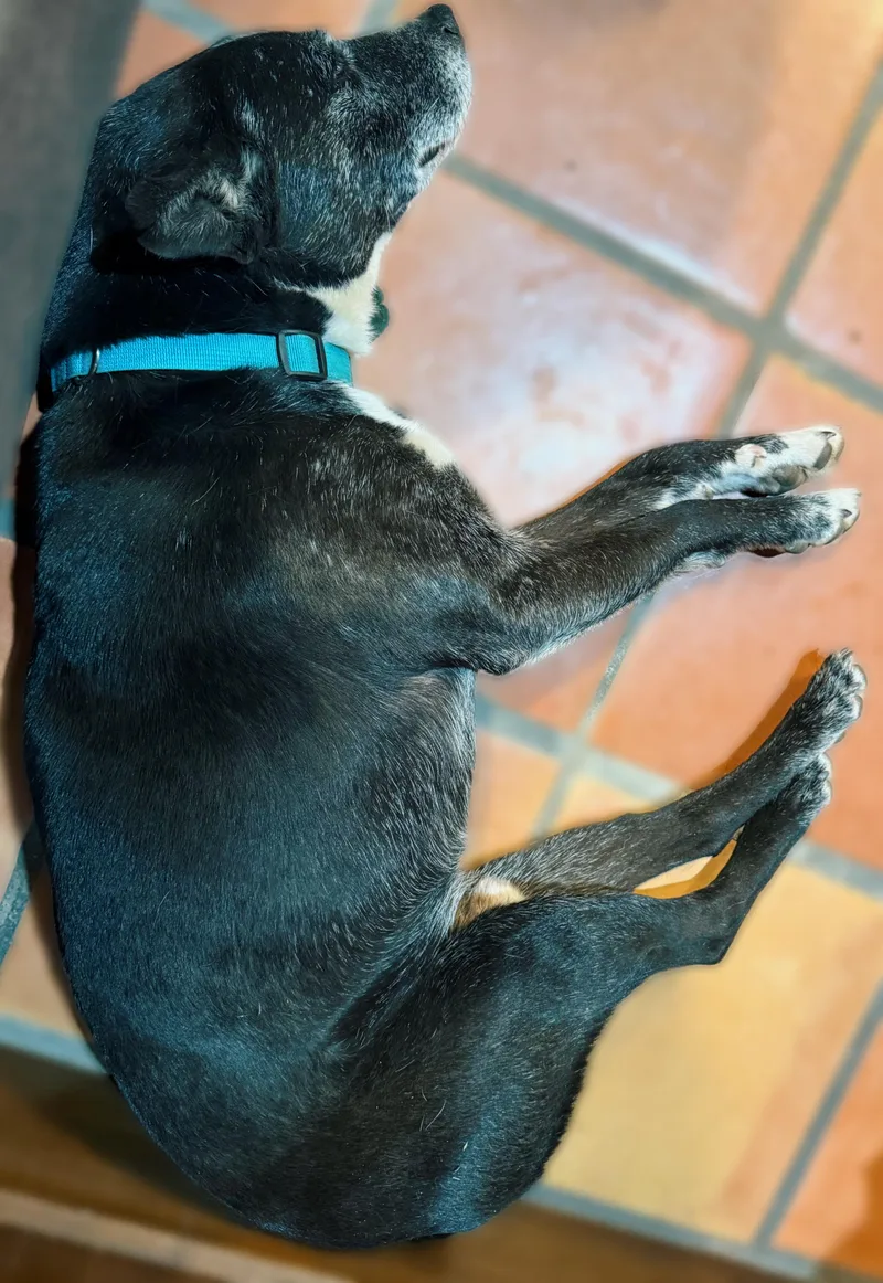 Lincoln Biscuit thumbnail 2