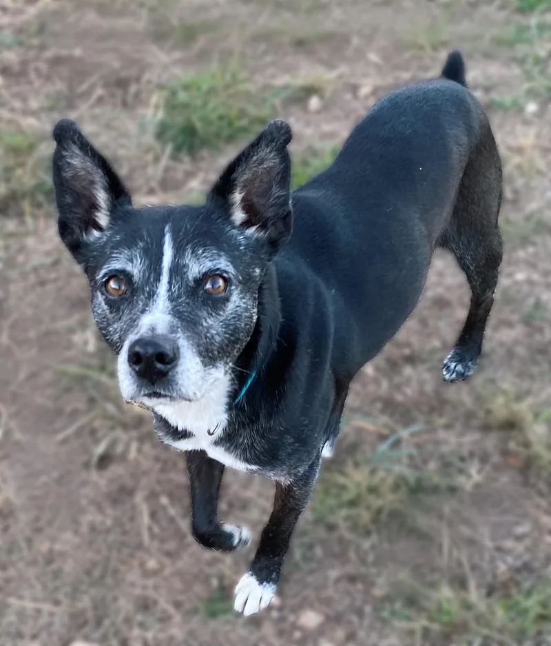 Lincoln Biscuit thumbnail 3