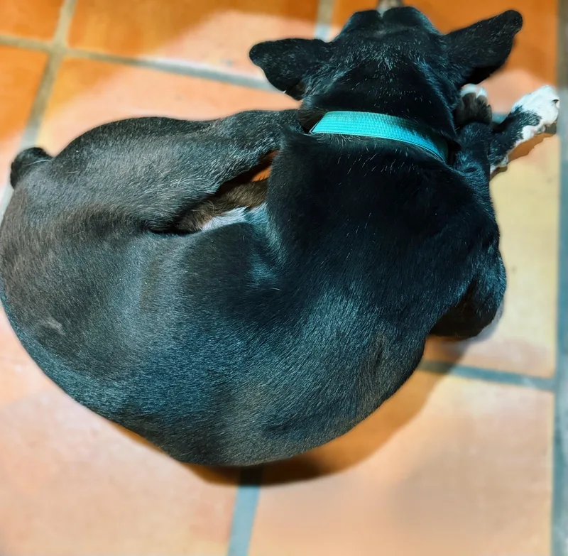 Lincoln Biscuit thumbnail 4