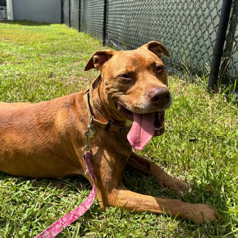 A senior large-sized female Brindle Mixed Breed dog named Havana Rae for adoption in Naples, FL