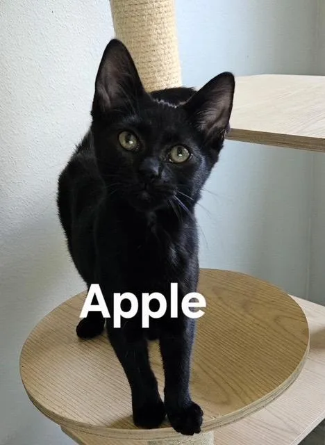 A baby medium-sized male Domestic Short Hair cat named Apple for adoption in Zimmerman, MN