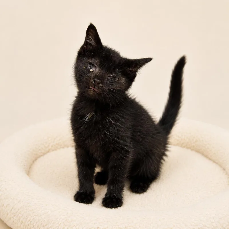 A baby small-sized male Black Domestic Short Hair cat named William for adoption in Redwood Falls, MN