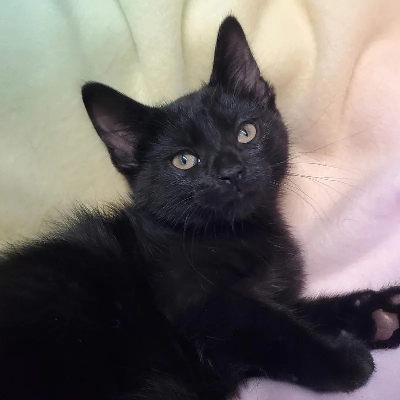 A baby medium-sized male Black Domestic Short Hair cat named Fluffernutter for adoption in Marseilles, IL