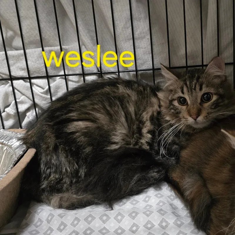 An adult small-sized male Brown / Chocolate Domestic Long Hair cat named Weslee for adoption in Grantsville, UT