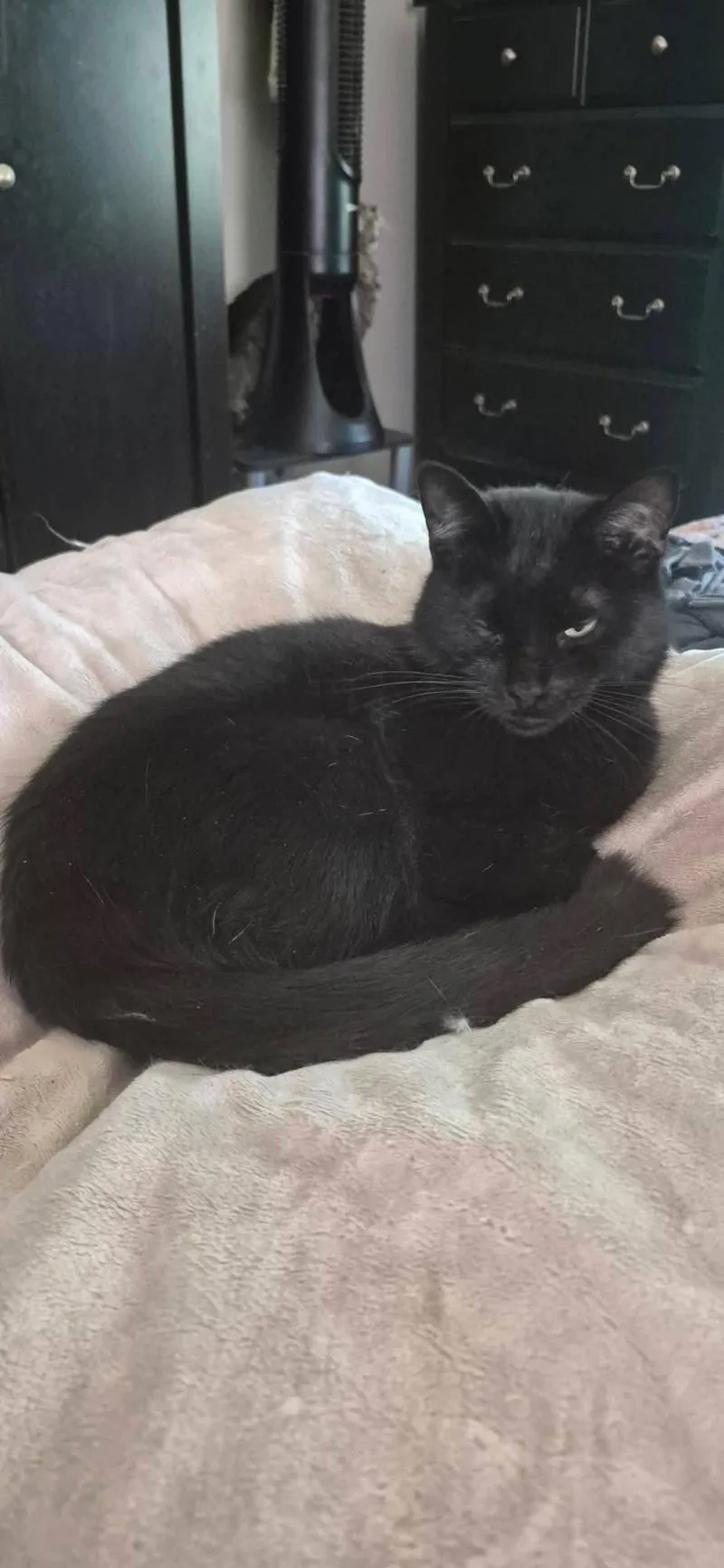 A baby medium-sized male Black Domestic Short Hair cat named Johnny Cash for adoption in Northfield, OH