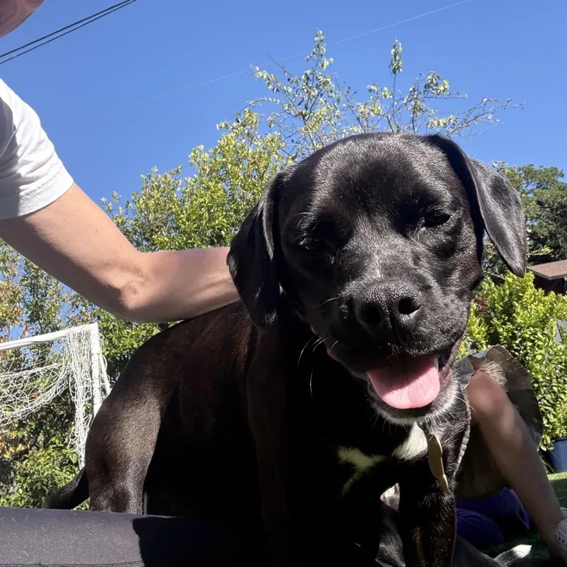 A young medium-sized female Black Labrador Retriever dog named Dolly for adoption in Point Richmond, CA