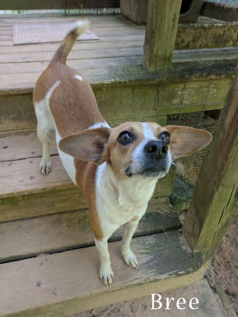 A young small-sized female White / Cream Terrier dog named Bree for adoption in Ozark, AL