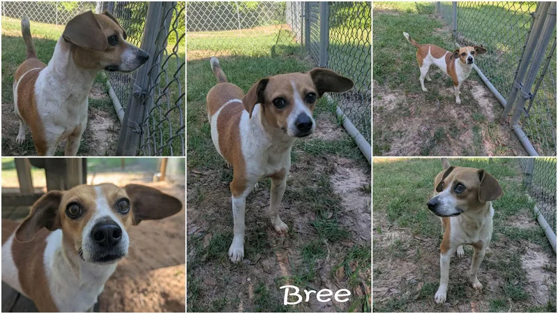 Bree thumbnail 3