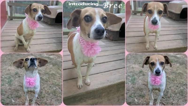 Bree thumbnail 4