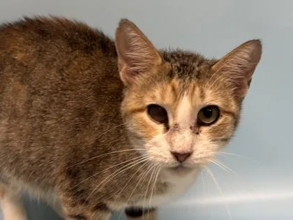 An adult small-sized female Domestic Short Hair cat named Maude for adoption in Golden Valley, MN