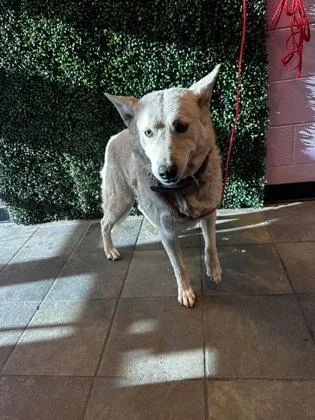 A young large-sized female White / Cream Mixed Breed dog named Jazzy for adoption in El Paso, TX