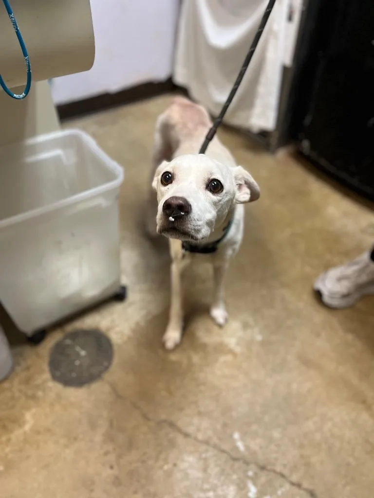 A young medium-sized male Labrador Retriever dog named Toast for adoption in New Braunfels, TX