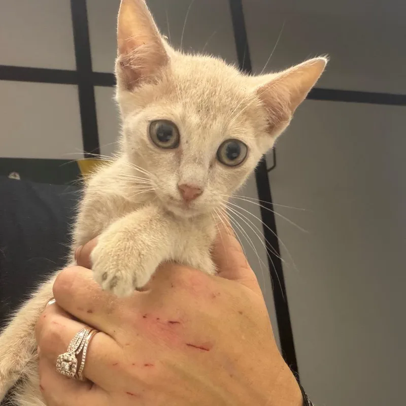 A baby small-sized male Orange / Red Domestic Short Hair cat named Tuesday for adoption in Lake Jackson, TX